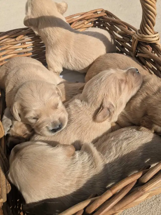 CKC Golden Retriever Puppies - Photo 2