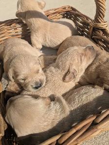 CKC Golden Retriever Puppies - Photo 2