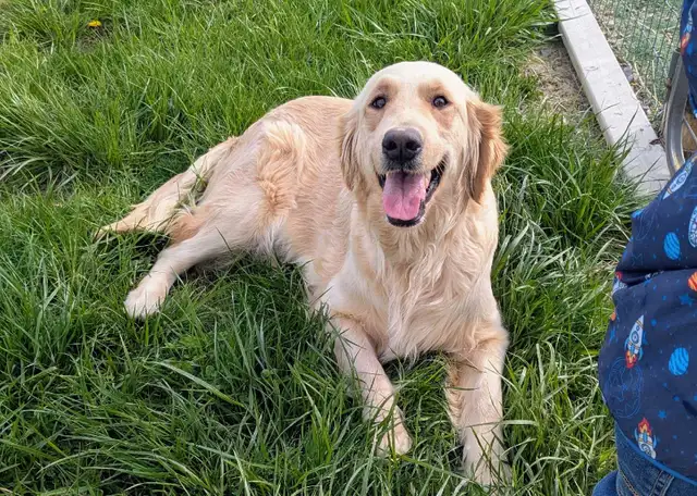 CKC Golden Retriever Puppies - Photo 3