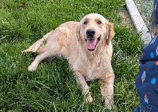 CKC Golden Retriever Puppies - Photo 3