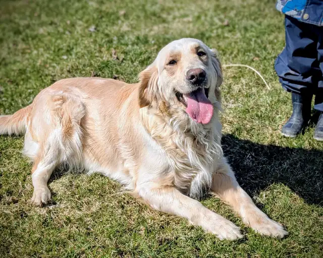 CKC Golden Retriever Puppies - Photo 4
