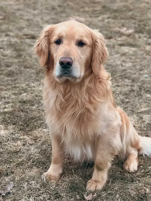 CKC Golden Retriever Puppies - Photo 5