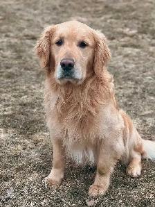 CKC Golden Retriever Puppies - Photo 5