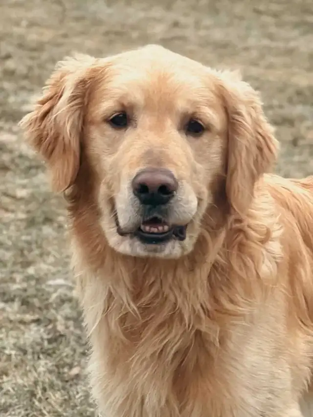 CKC Golden Retriever Puppies - Photo 6