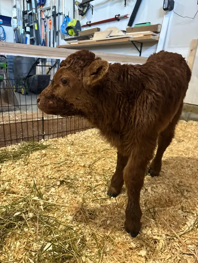 Bottle Calf For Sale