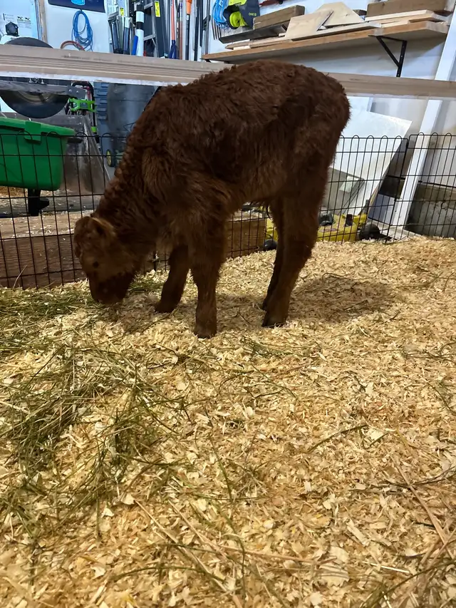 Bottle Calf For Sale - Photo 2