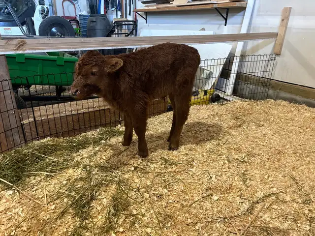 Bottle Calf For Sale - Photo 3