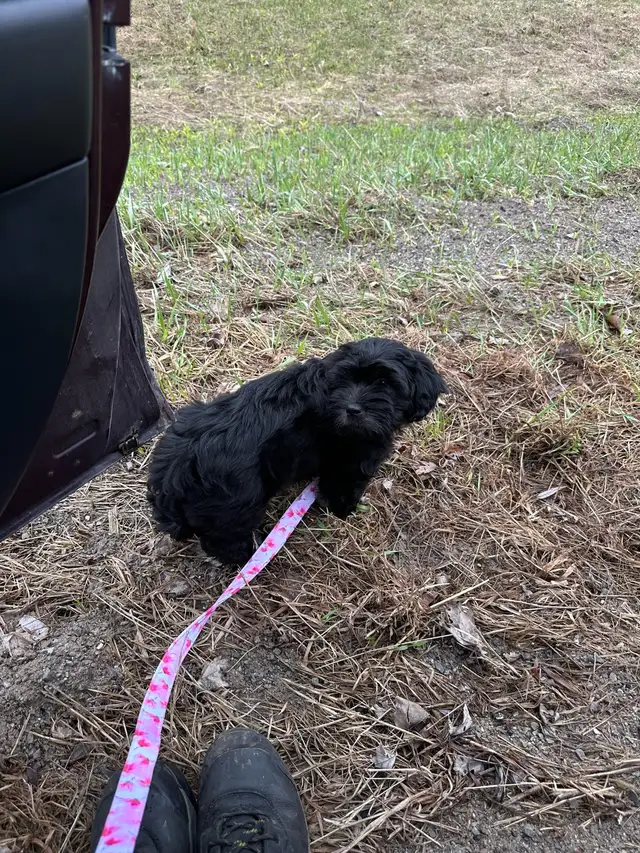 Black Female Puppy
