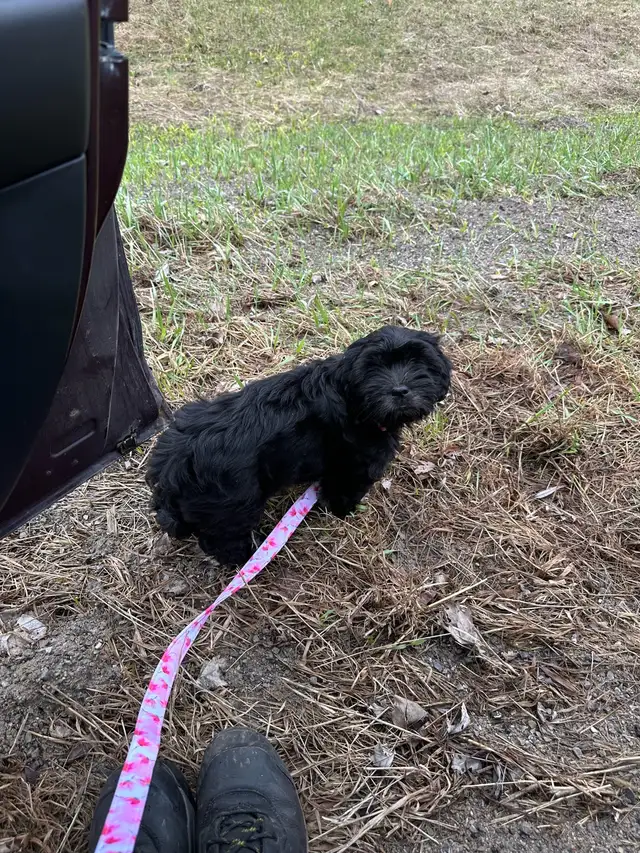 Black Female Puppy - Photo 2