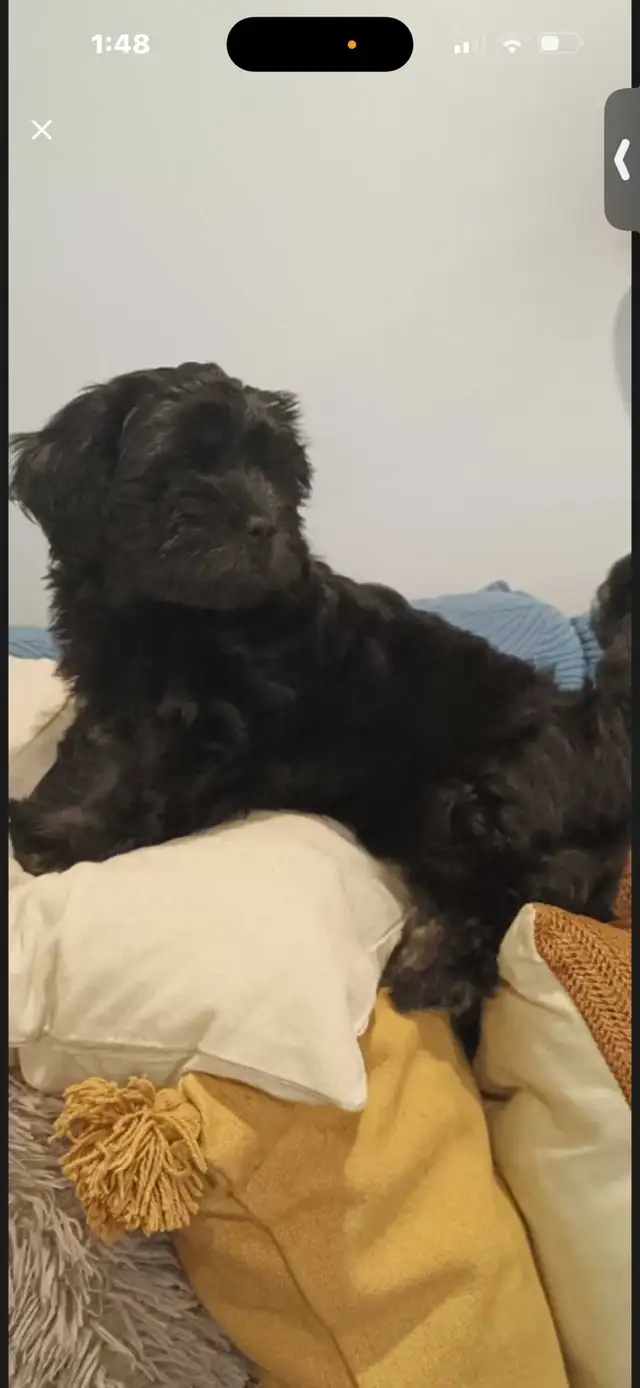 Black Female Puppy - Photo 3