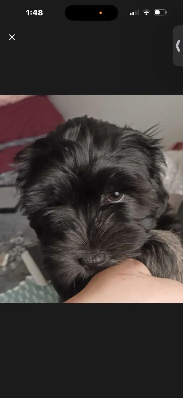 Black Female Puppy - Photo 4