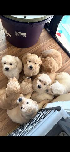 Golden Retriever Puppies