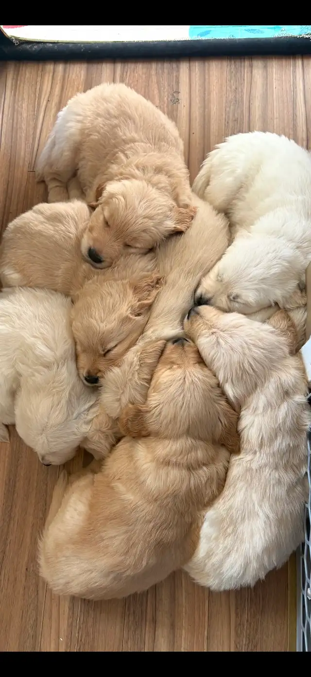 Golden Retriever Puppies - Photo 2
