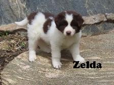 Newfoundland mix. - Photo 2