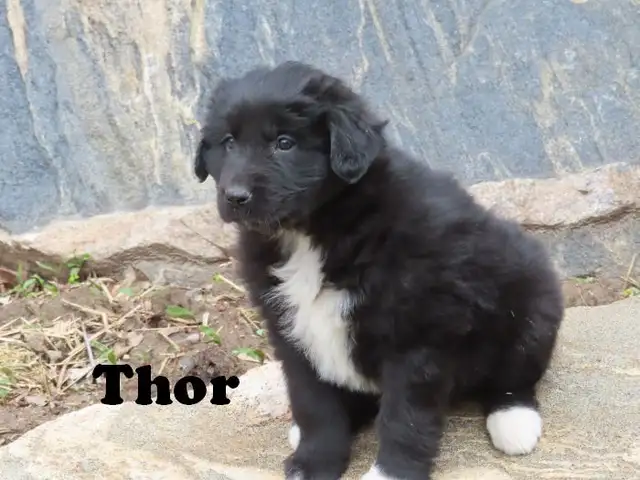 Newfoundland mix. - Photo 3