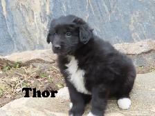 Newfoundland mix. - Photo 3