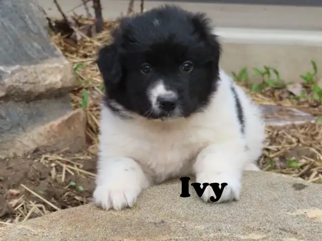 Newfoundland mix. - Photo 4