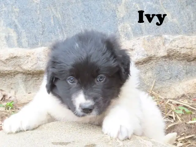 Newfoundland mix. - Photo 5