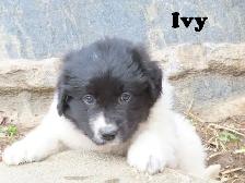 Newfoundland mix. - Photo 5