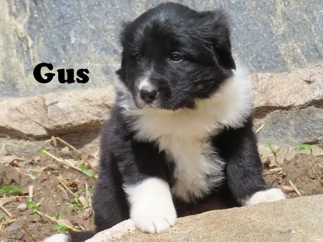 Newfoundland mix. - Photo 6