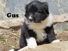Newfoundland mix. - Photo 6