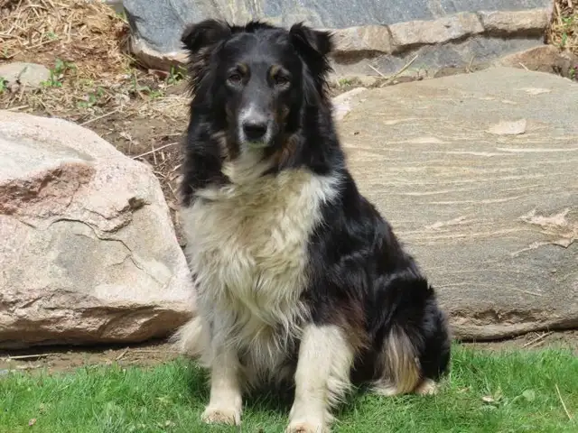 Newfoundland mix. - Photo 7