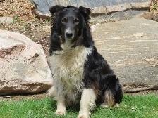 Newfoundland mix. - Photo 7