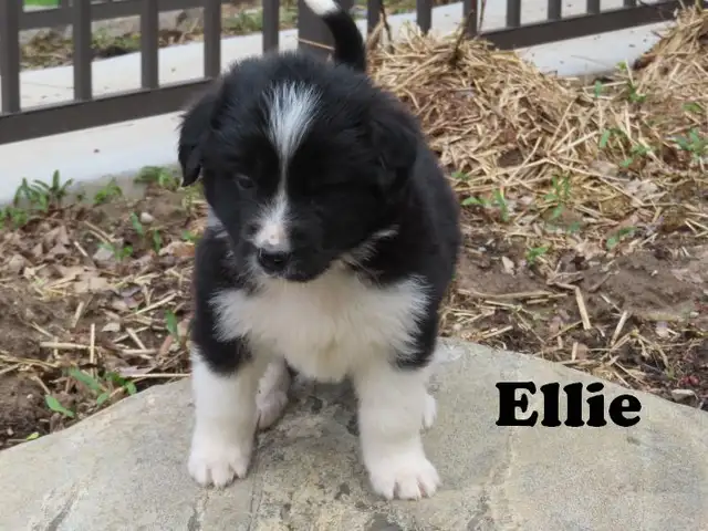 Newfoundland mix. - Photo 8