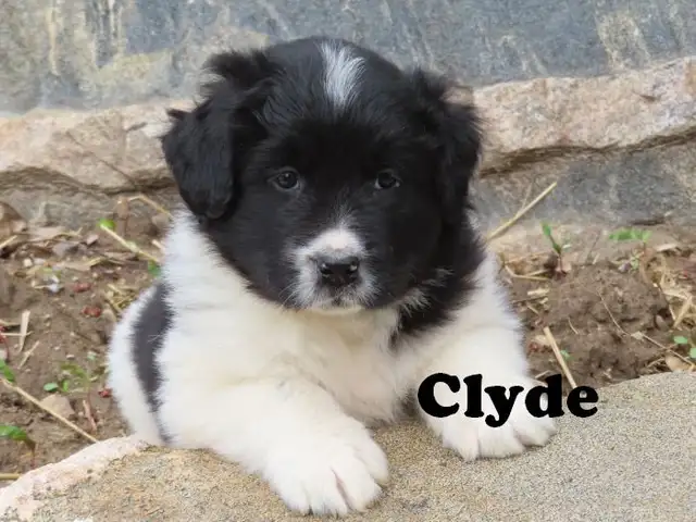 Newfoundland mix. - Photo 9