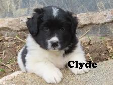 Newfoundland mix. - Photo 9