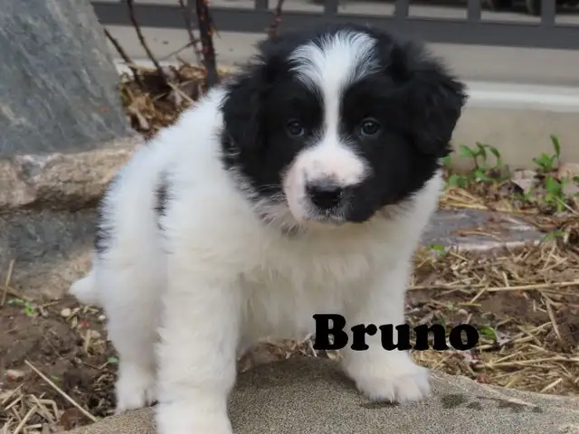 Newfoundland mix. - Photo 10