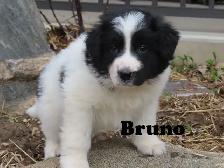 Newfoundland mix. - Photo 10