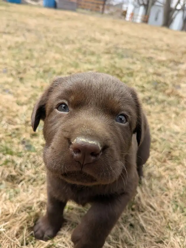 Labrador brun chiot
