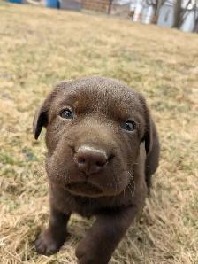 Labrador brun chiot