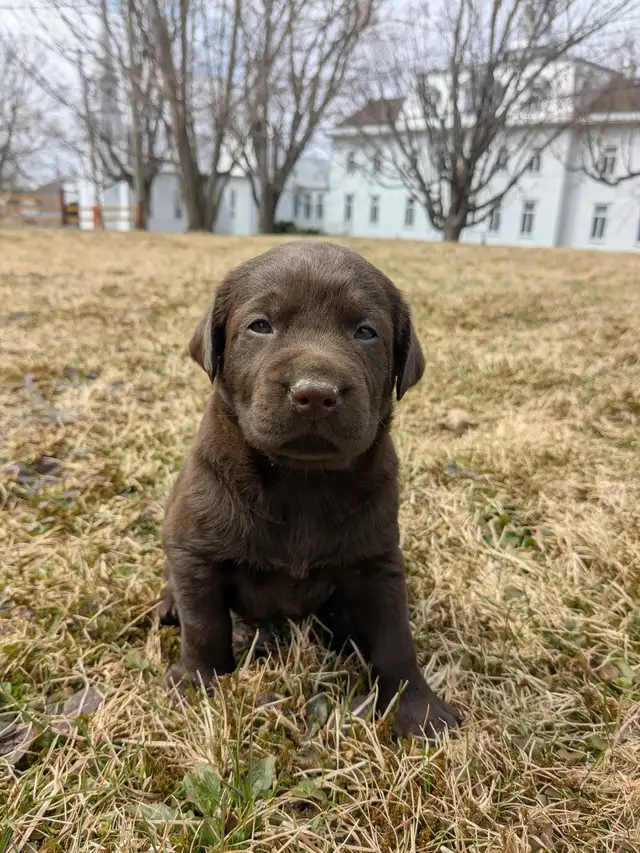 Labrador brun chiot - Photo 2