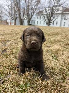 Labrador brun chiot - Photo 2