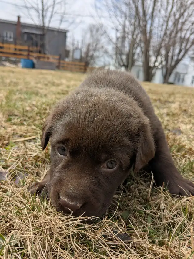 Labrador brun chiot - Photo 3