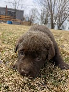 Labrador brun chiot - Photo 3