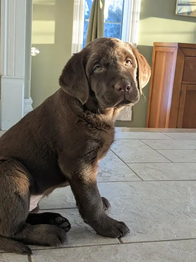 Labrador brun chiot - Photo 4