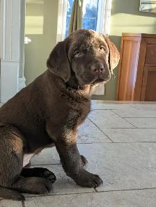 Labrador brun chiot - Photo 4