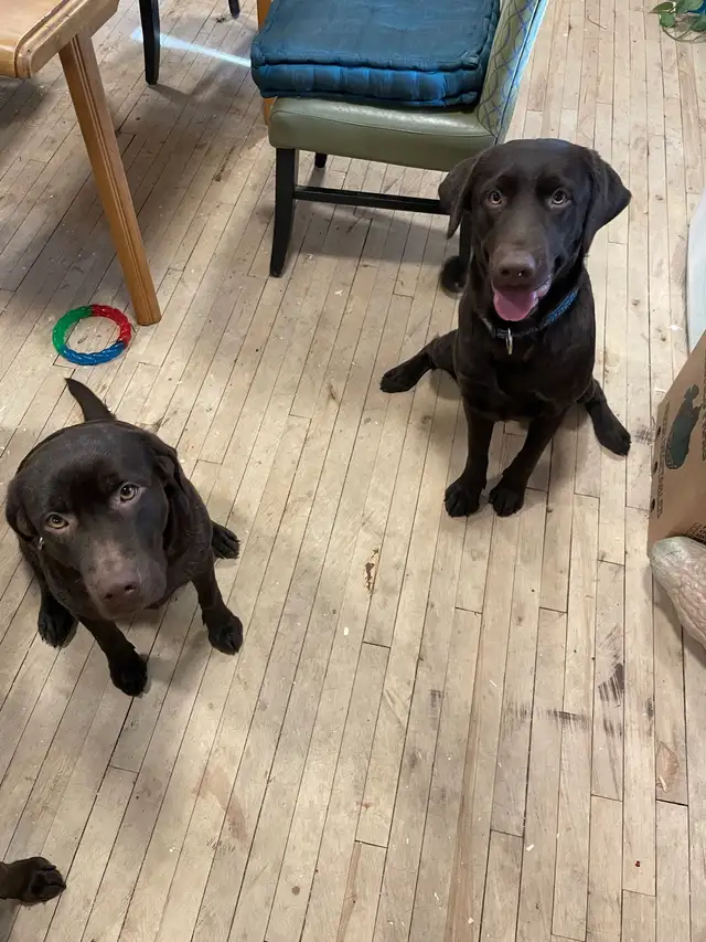 Labrador brun chiot - Photo 7