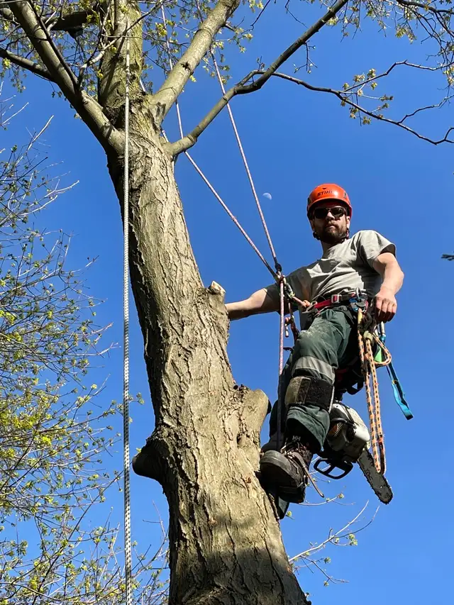 arborist, tree cutting, tree removal, tree pruning, tree work