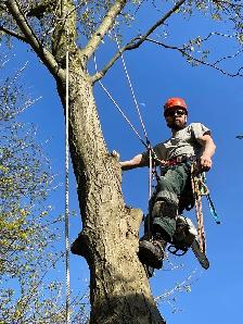 arborist, tree cutting, tree removal, tree pruning, tree work