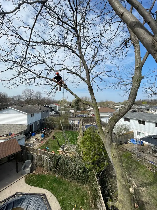 arborist, tree cutting, tree removal, tree pruning, tree work - Photo 2