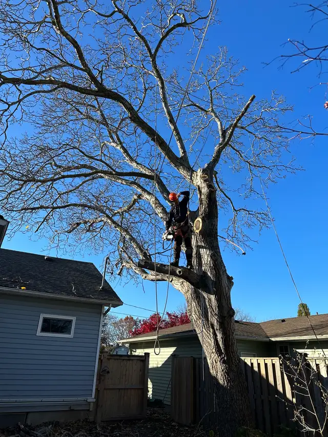 arborist, tree cutting, tree removal, tree pruning, tree work - Photo 3