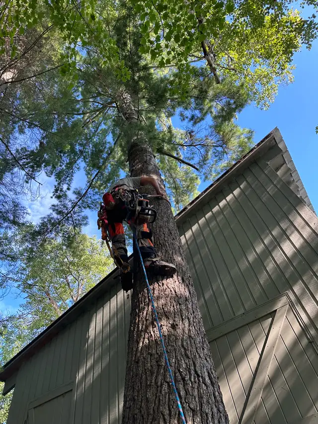 arborist, tree cutting, tree removal, tree pruning, tree work - Photo 4
