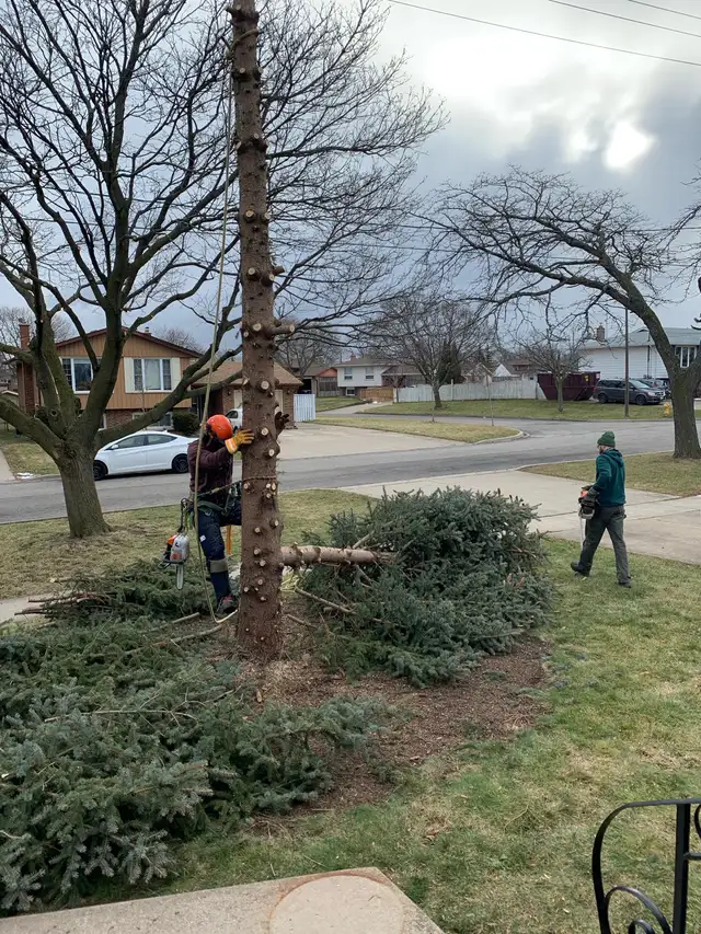 arborist, tree cutting, tree removal, tree pruning, tree work - Photo 6