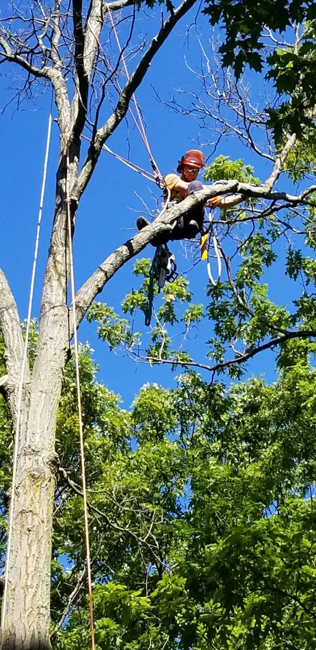 arborist, tree cutting, tree removal, tree pruning, tree work - Photo 7