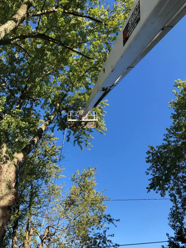 arborist, tree cutting, tree removal, tree pruning, tree work - Photo 8