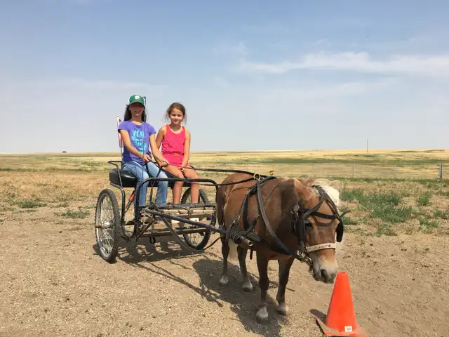 Kids Miniture Mare - Photo 2